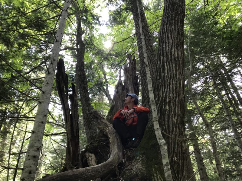 不思議の森(光の森)へご招待 プレミアムツアー